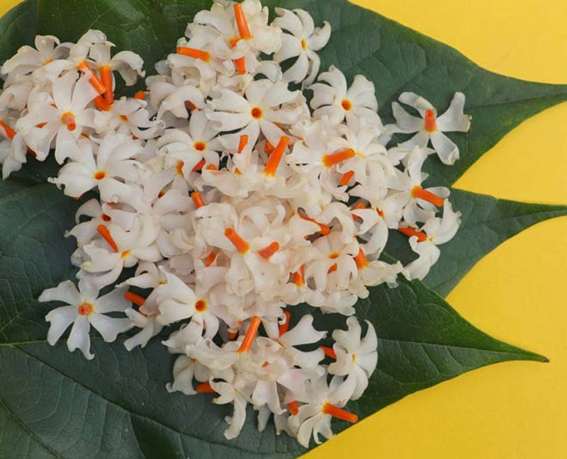 shiva favourite flower