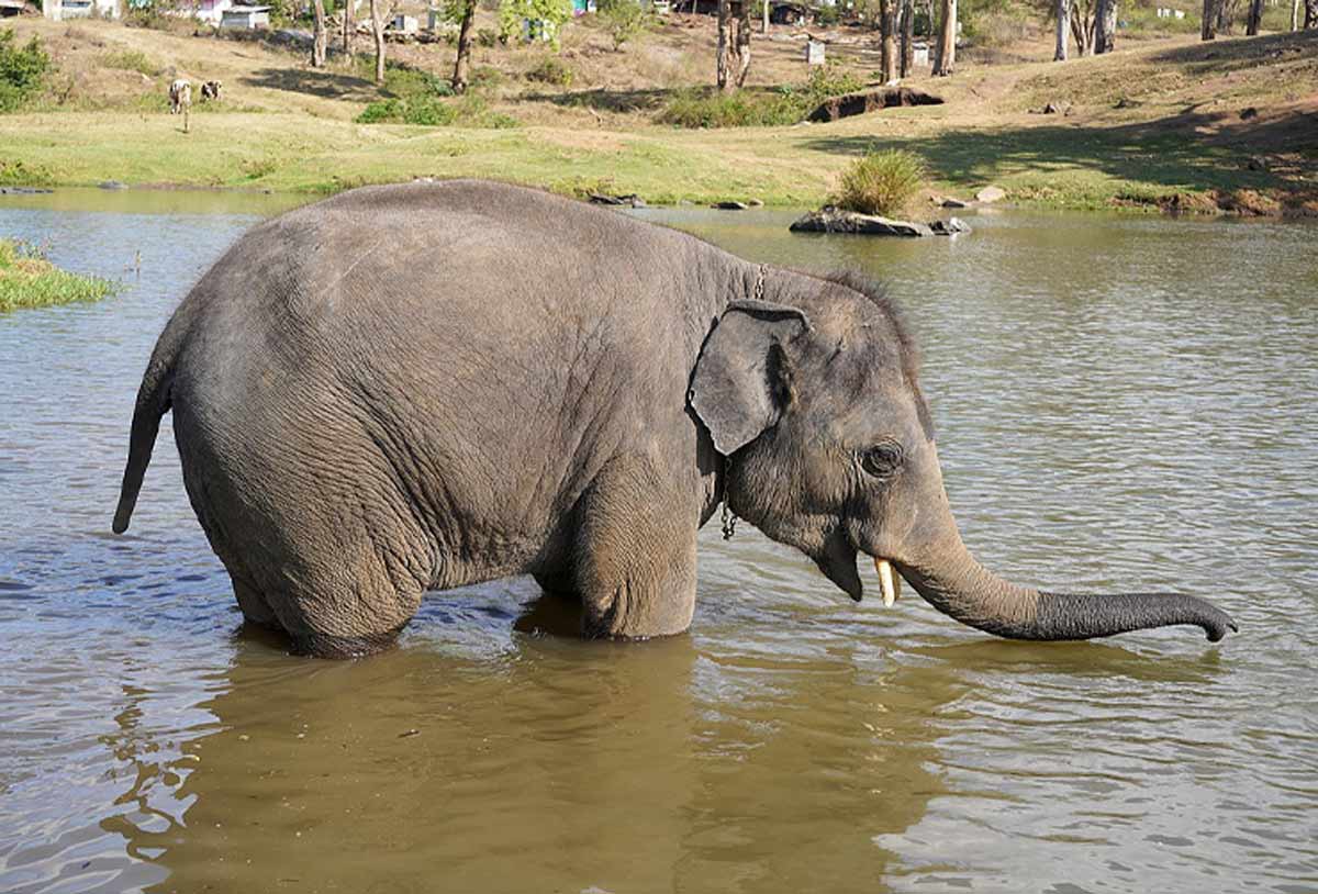 theppakadu elephant camp
