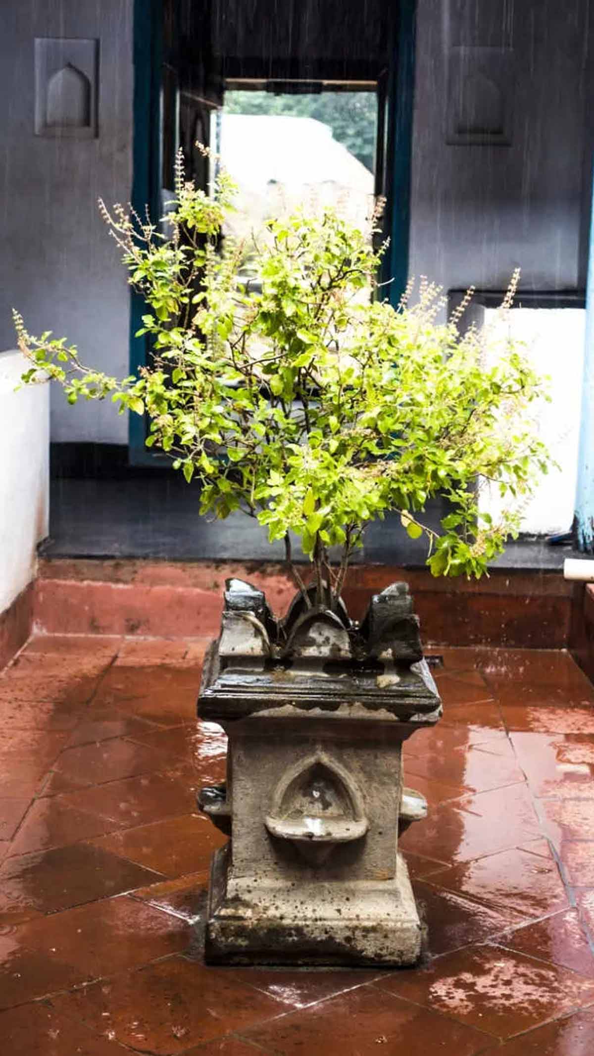 things near basil in hindi