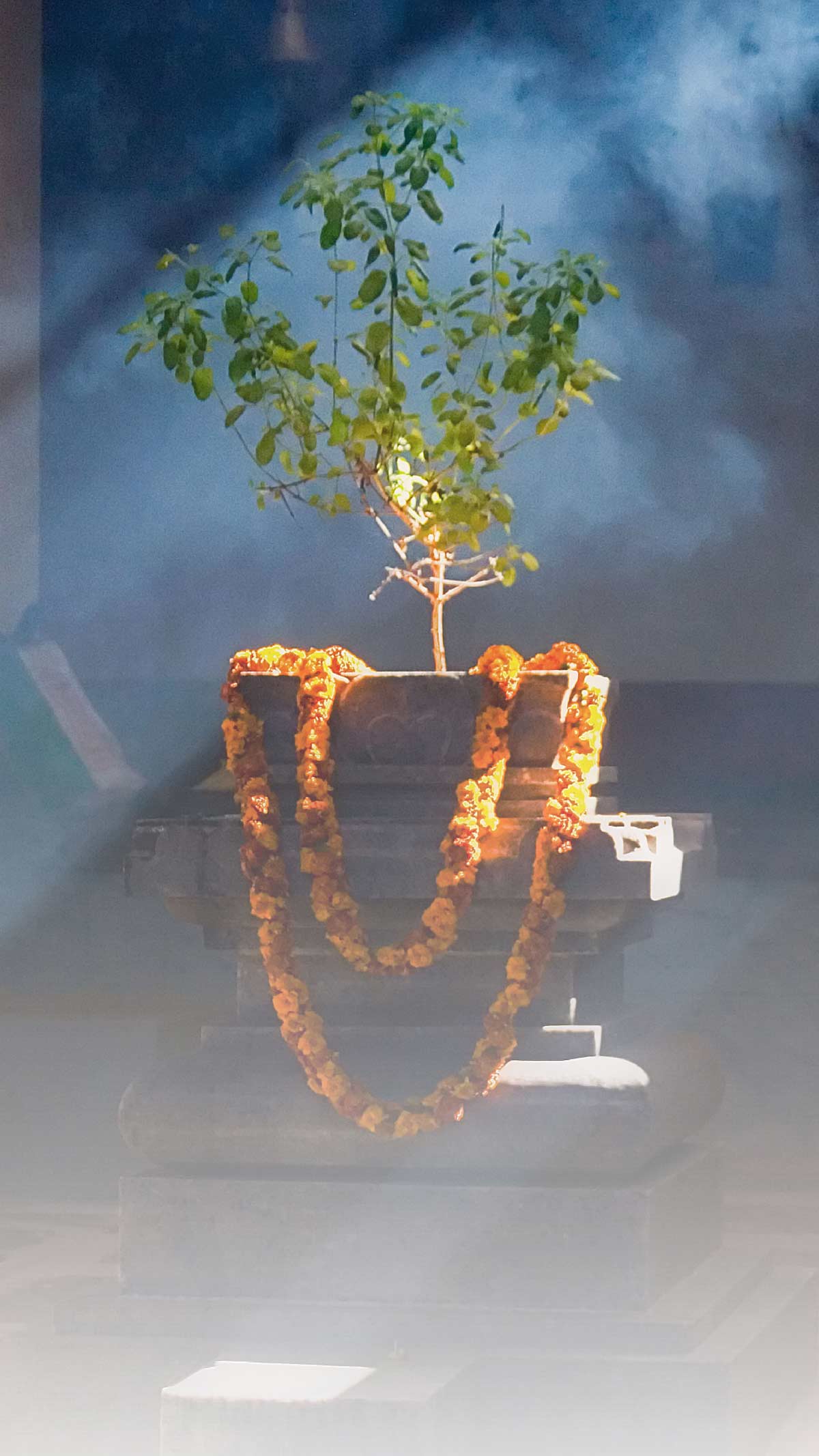 things near tulsi in hindi