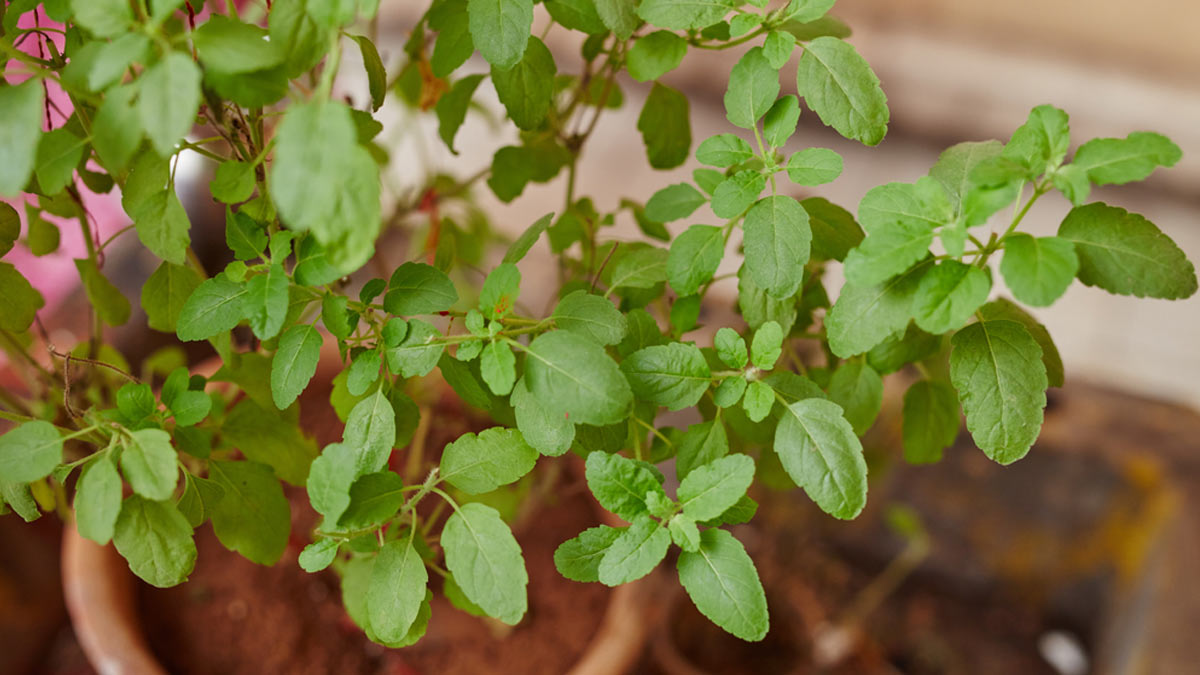 how-to-grow-tulsi-plant-at-home-herzindagi