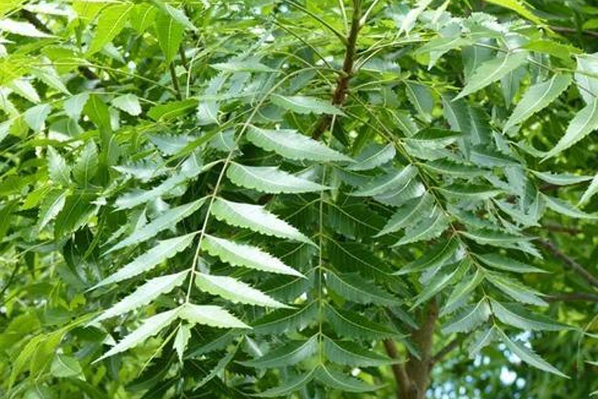 use neem leaves to save cooler water
