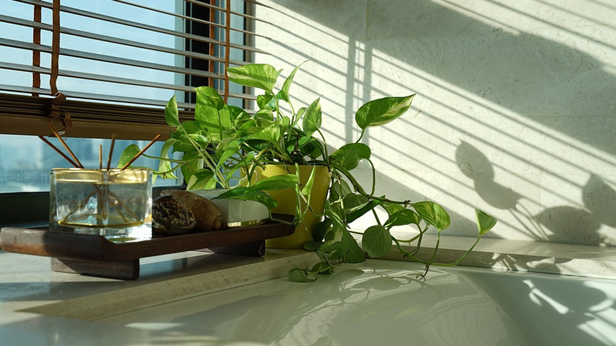 vastu direction for money plant