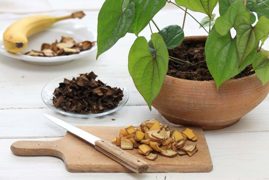 Banana Peel for Fertilizers