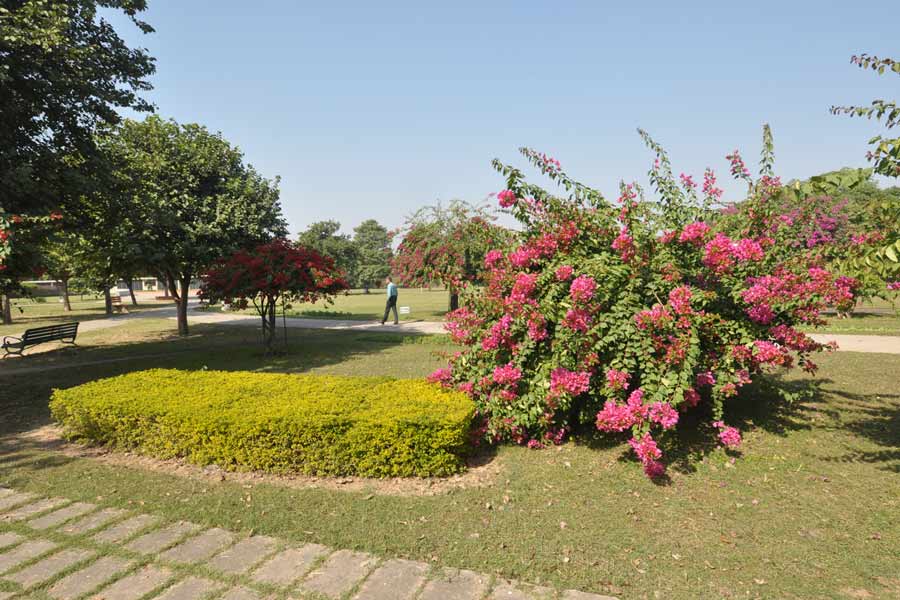 Bougainvillea Garden