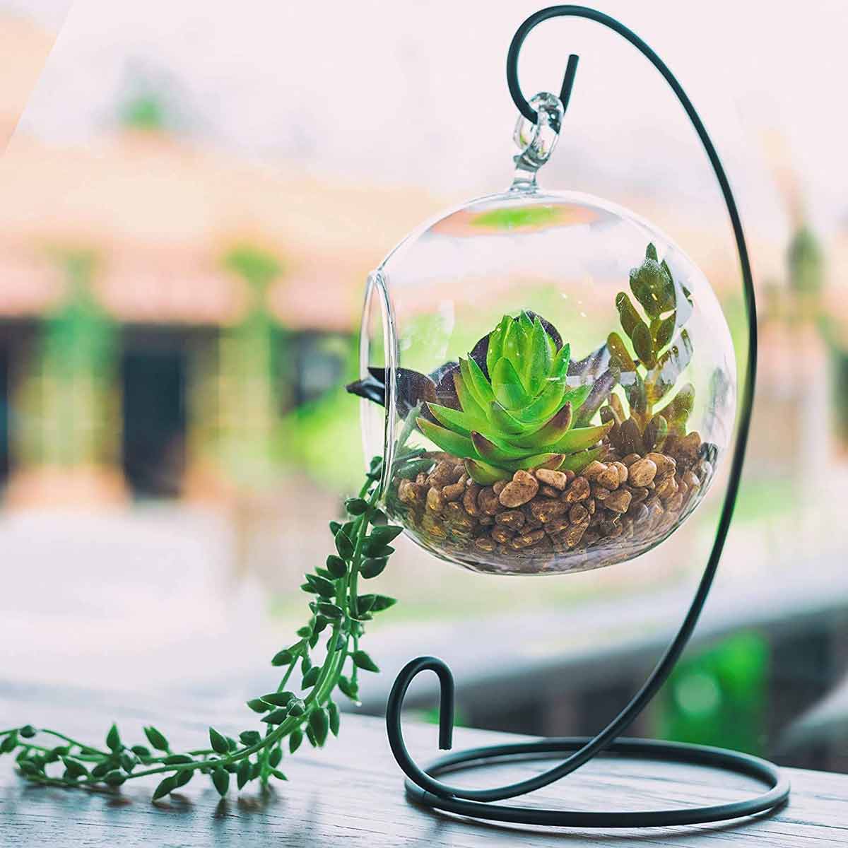 Indoor Hanging Plants घर के अंदर छोटेछोटे प्लांट को टांगने के लिए