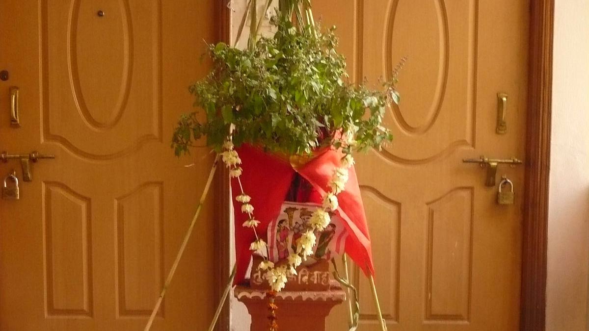 Tulsi Vivah Puja Niyam 2023 तुलसी विवाह के दिन इन बातों का जरूर रखें ध्यान जानें महत्व Tulsi