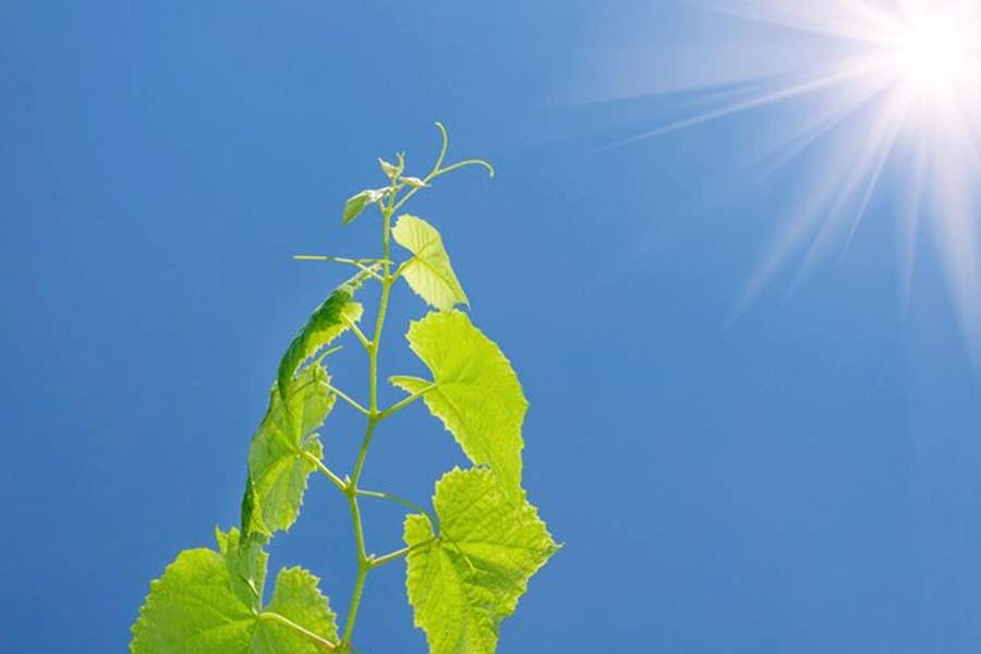 जरूरत से ज्यादा सनलाइट मिलने पर प्लांट में आते हैं ये बदलाव too much