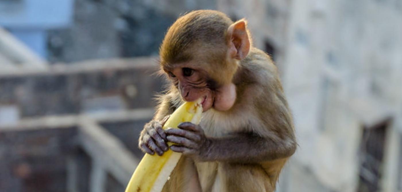 What is the religious meaning of a monkey