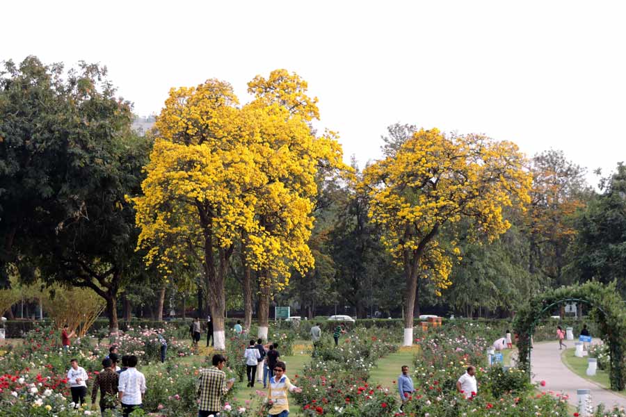 Zakir Hussain Rose Garden