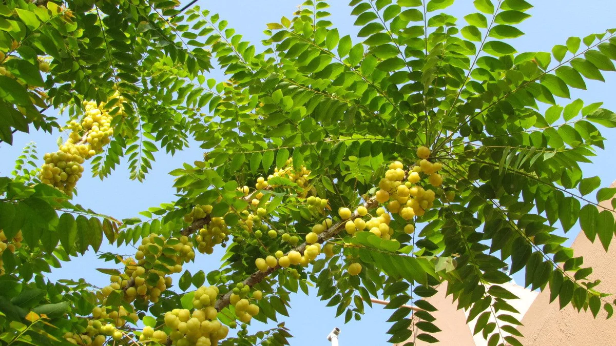 amla tree