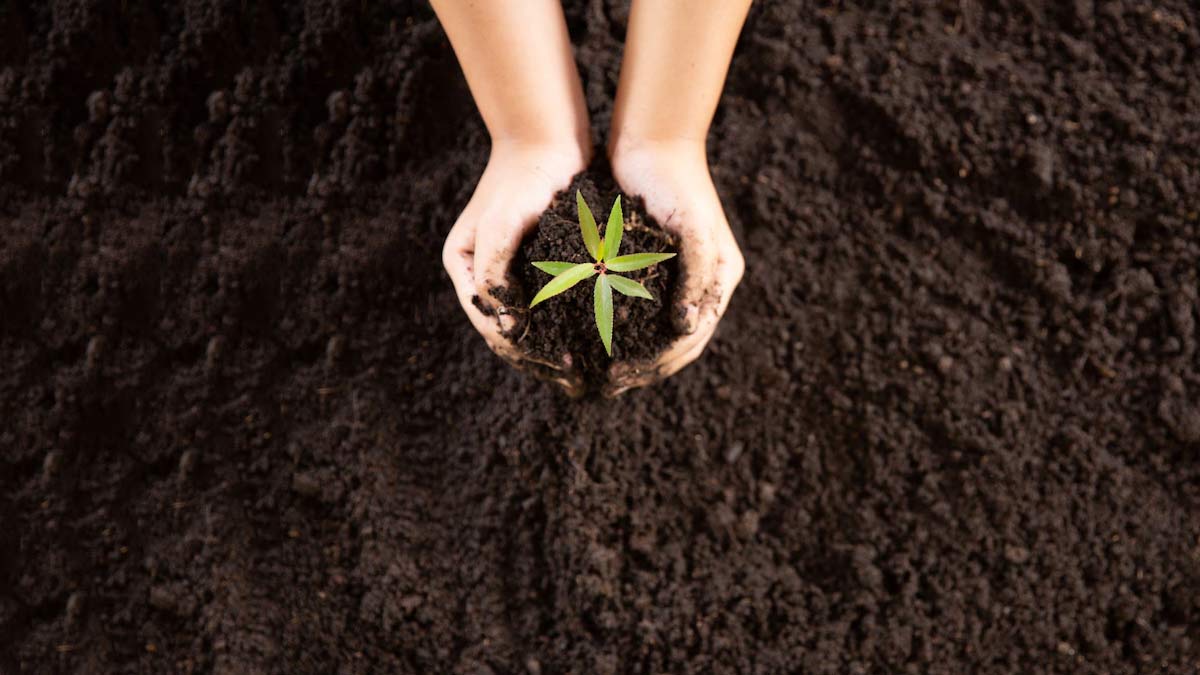 7 Baking Soda Hacks For Plants To Help Your Home Garden Bloom HerZindagi