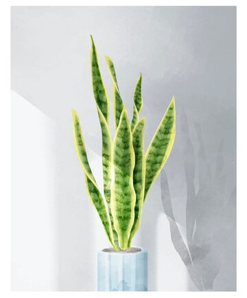 bathroom plant Snake Plant