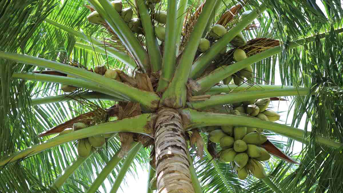Vastu Tips: Expert Explains The Benefits Of Planting A Coconut Tree In ...