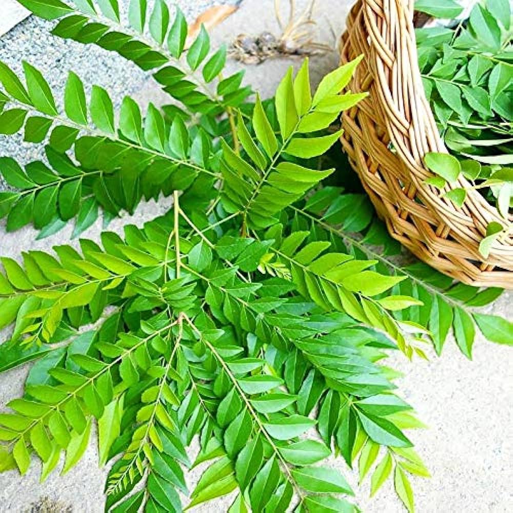 curry leaf plant care tip