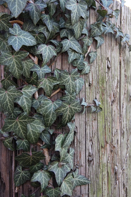 english ivy plant