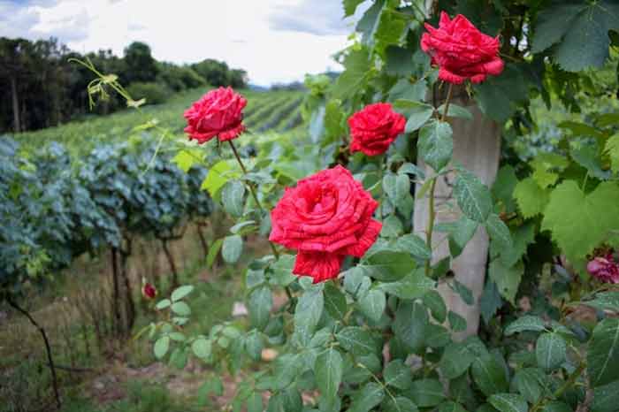 gardening and rose plant care