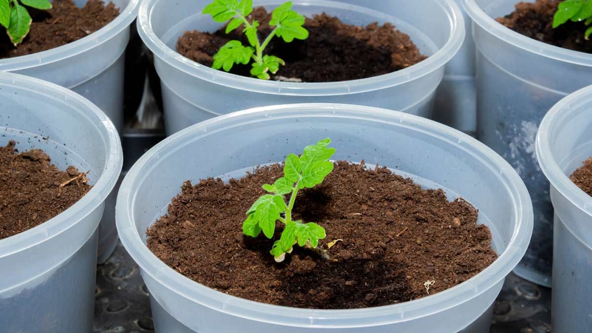 ghar me dhaniya kaise ugaye