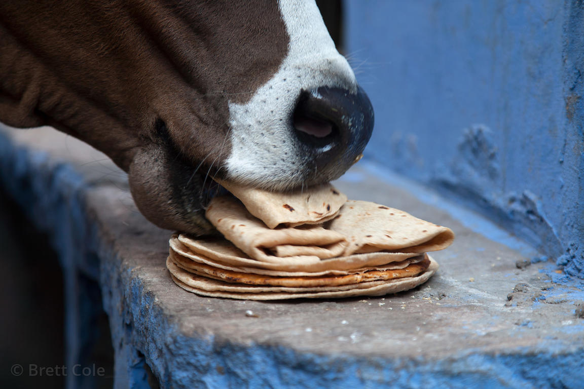 govardhan puja  feeding cow in hindi