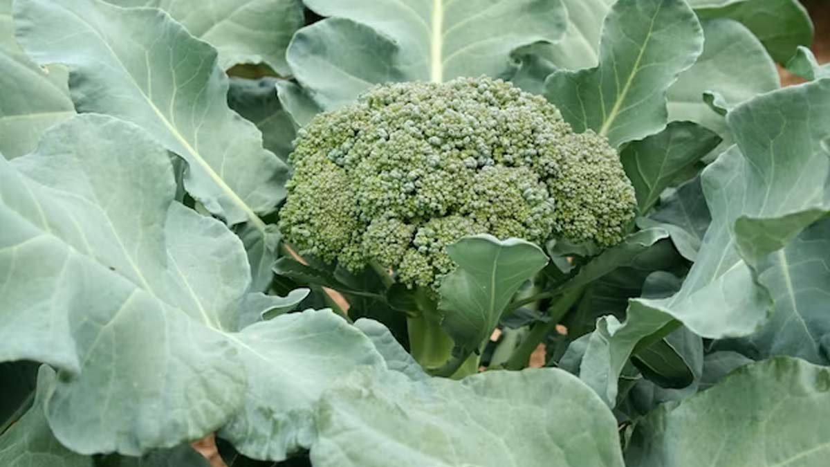 Into The Bloom How To Grow Broccoli At Home Herzindagi