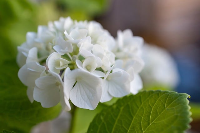 hydrangea