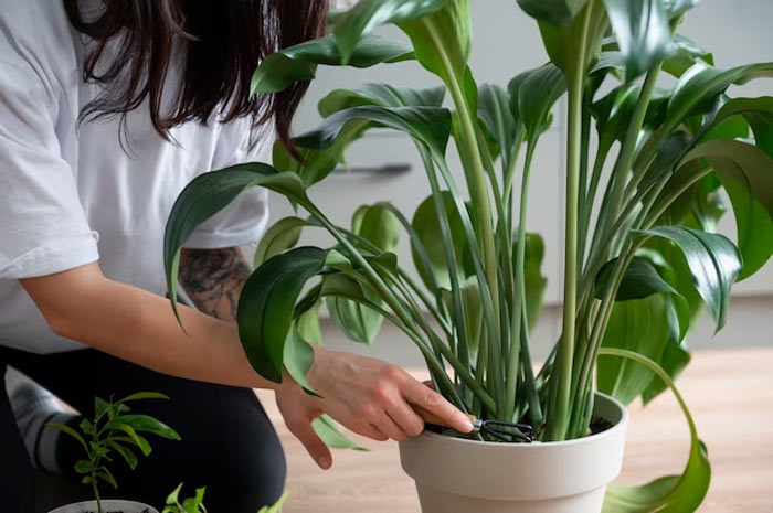 Winter Plant Care: How to Protect Your Indoor Plants From Cold Weather ...