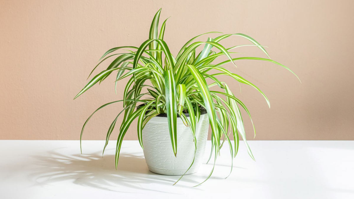 Winter Plant Care: How to Protect Your Indoor Plants From Cold Weather ...