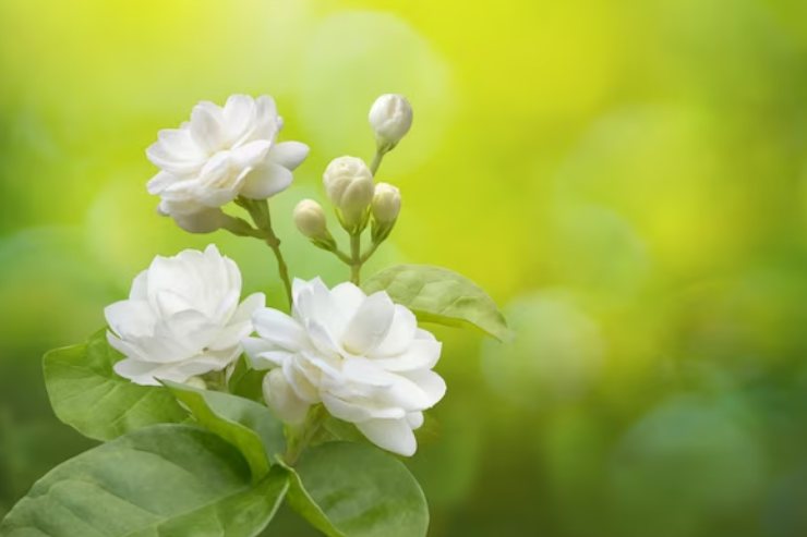jasmine flowers