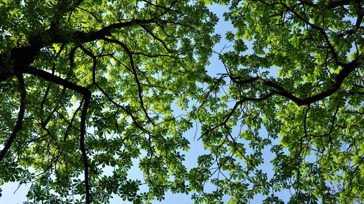 meaning greenery in dreams