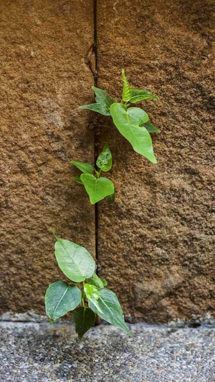 plants bad for terrace hindi