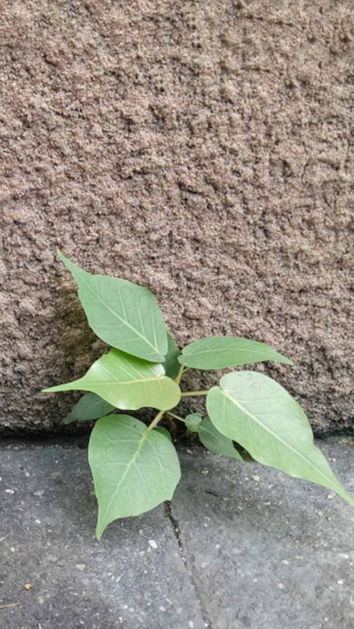 plants bad for terrace vastu