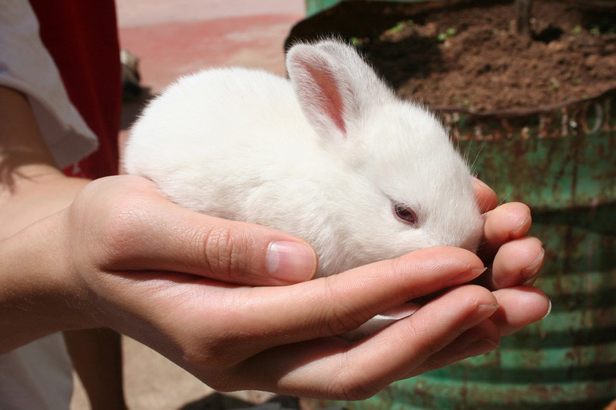 rabits for taurus zodiac