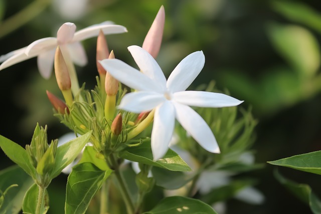 star jasmine