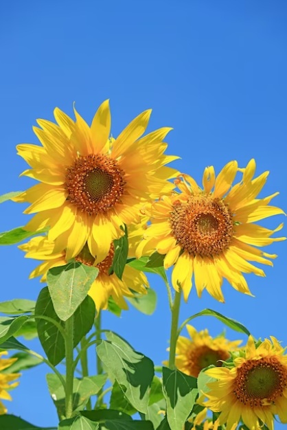 sunflowers