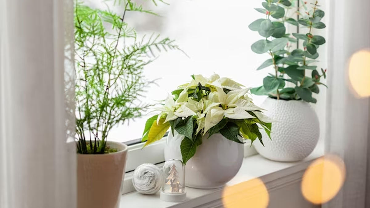 Winter Plant Care: How to Protect Your Indoor Plants From Cold Weather