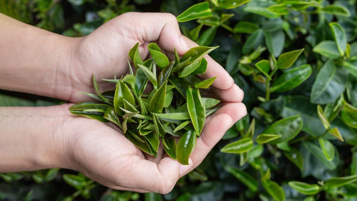 Into The Bloom: How To Grow Tea Plant At Home | HerZindagi