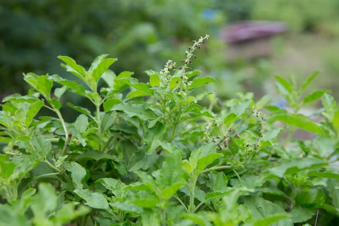 vastu mistakes tulsi