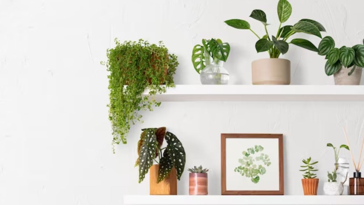 Upgrade your home garden with these stunning wall plants