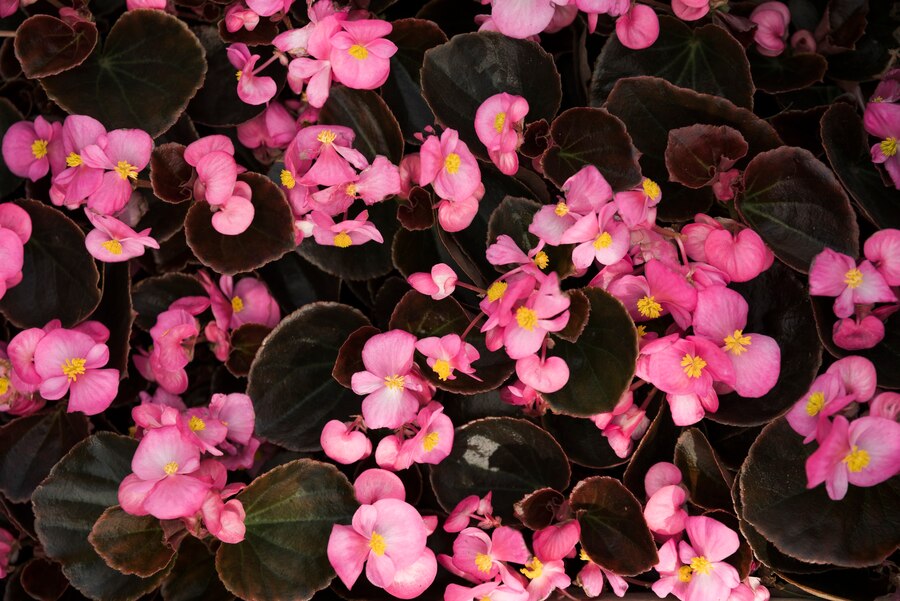 water plant Begonias