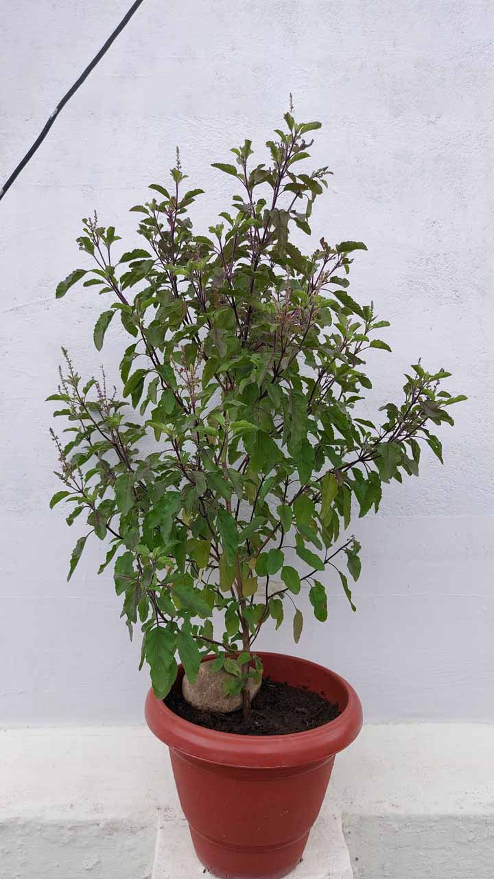  reasons behind tulsi plant dried cover