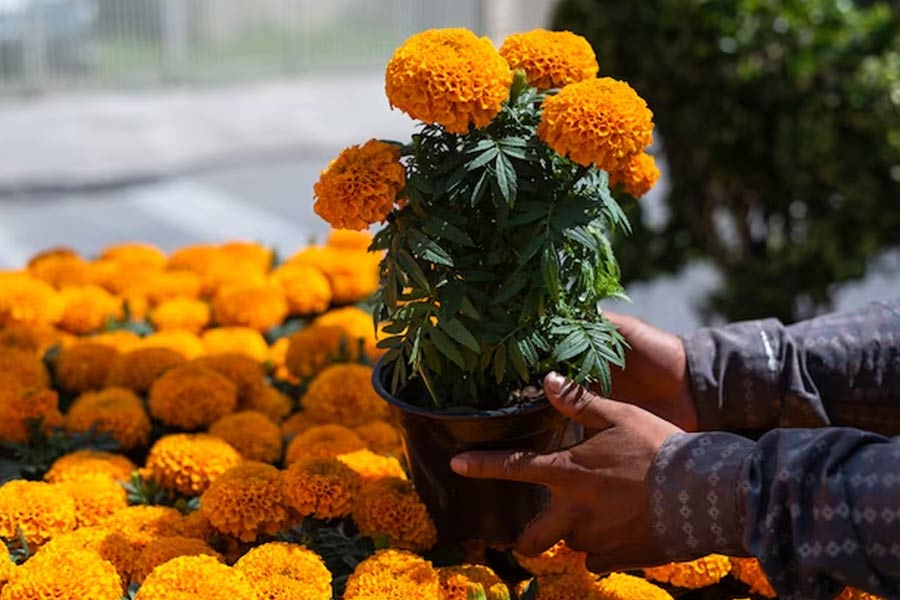 How to grow marigold in pots