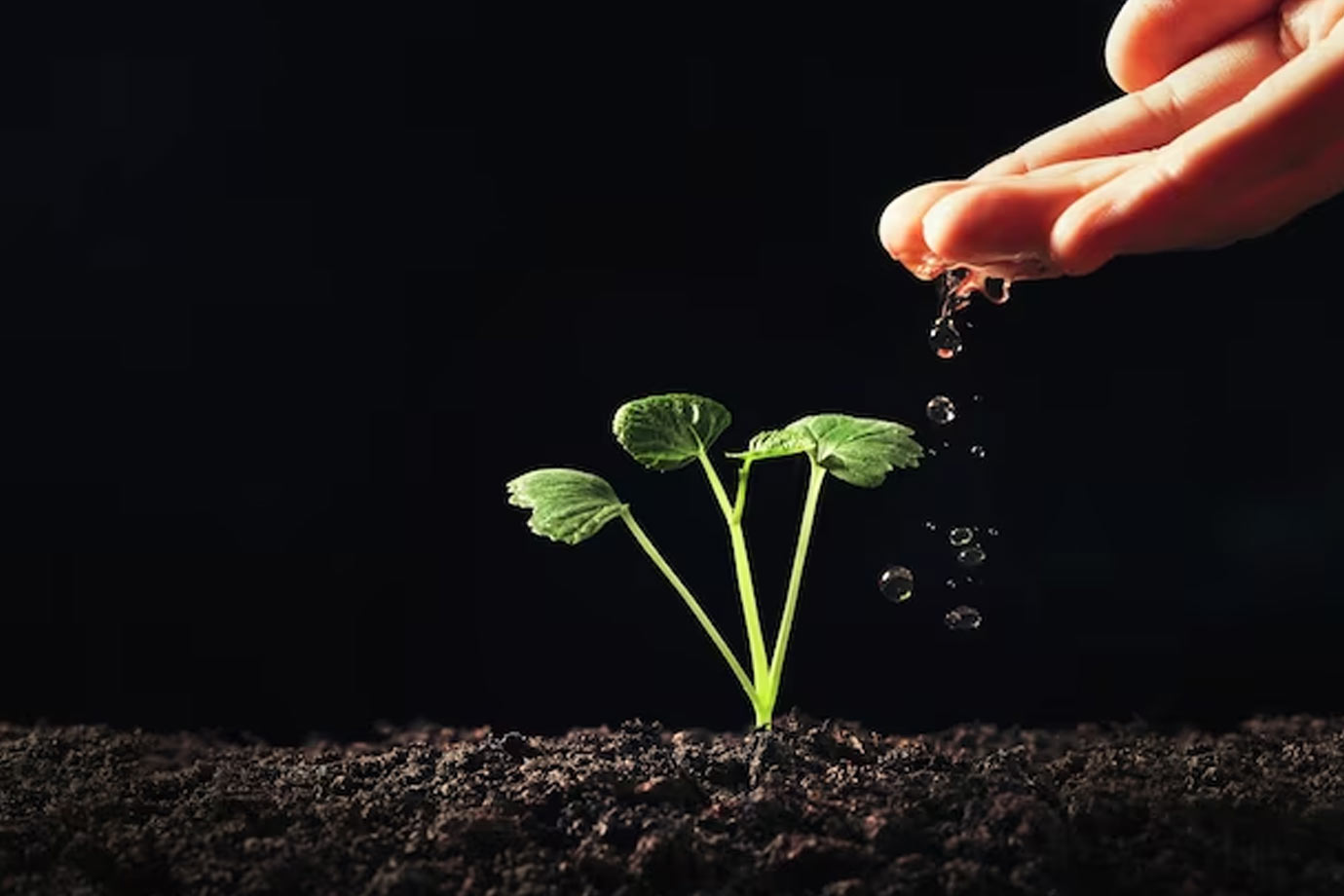 How to grow marigold