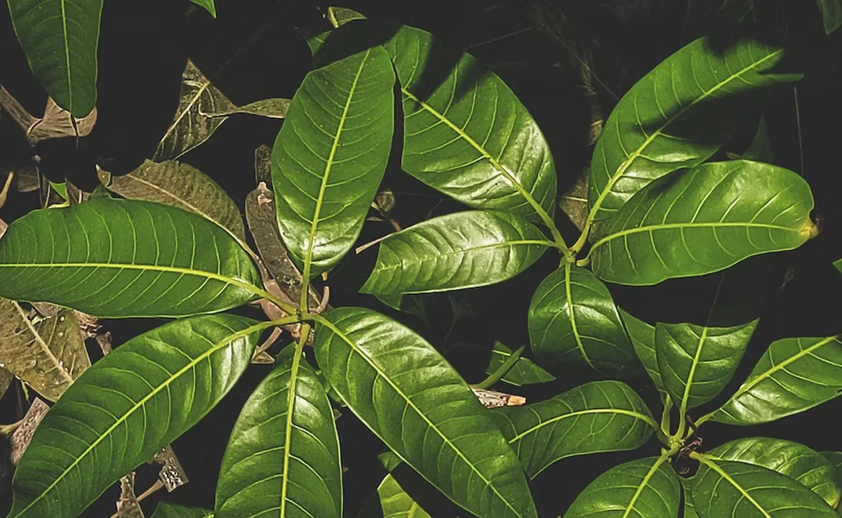 Mango Leaves