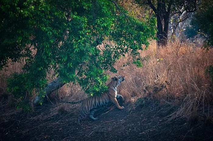 Tadoba National Park, Maharashtra