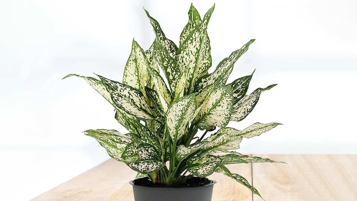 धूप ना मिलने पर भी नहीं मुरझाते ये पौधे, हमेशा हराभरा रहेगा गार्डन