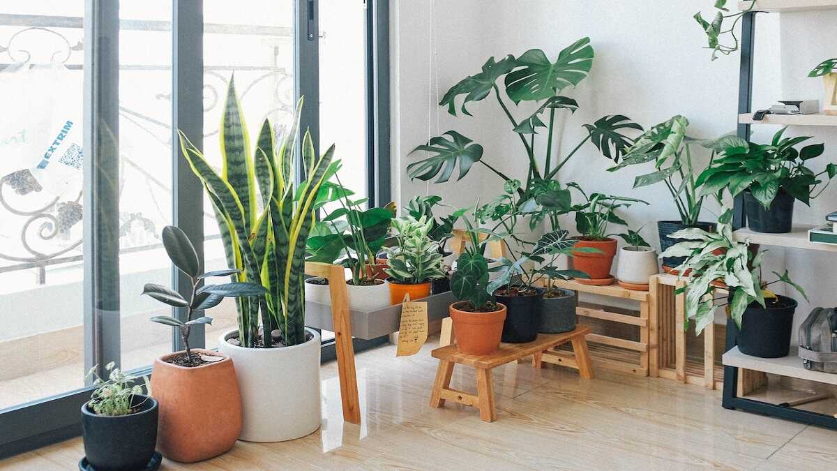 air purifying plants for home