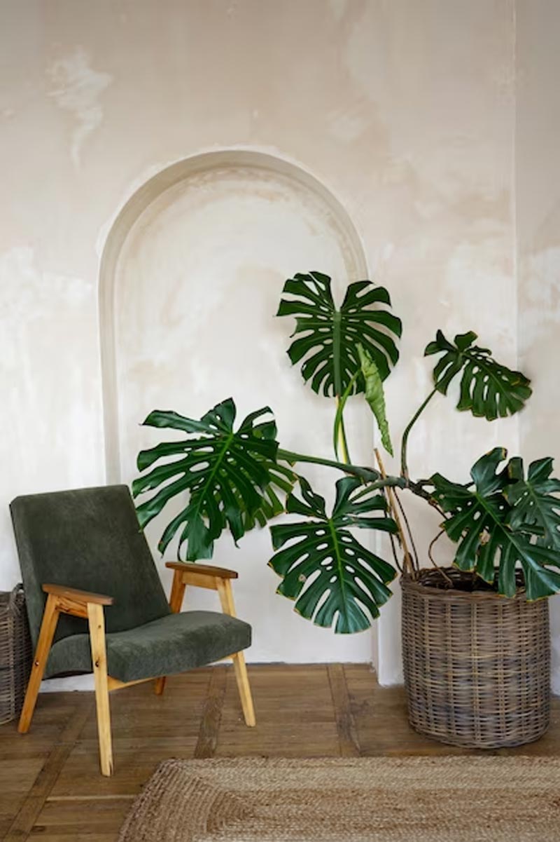 areca plam home indoor plant