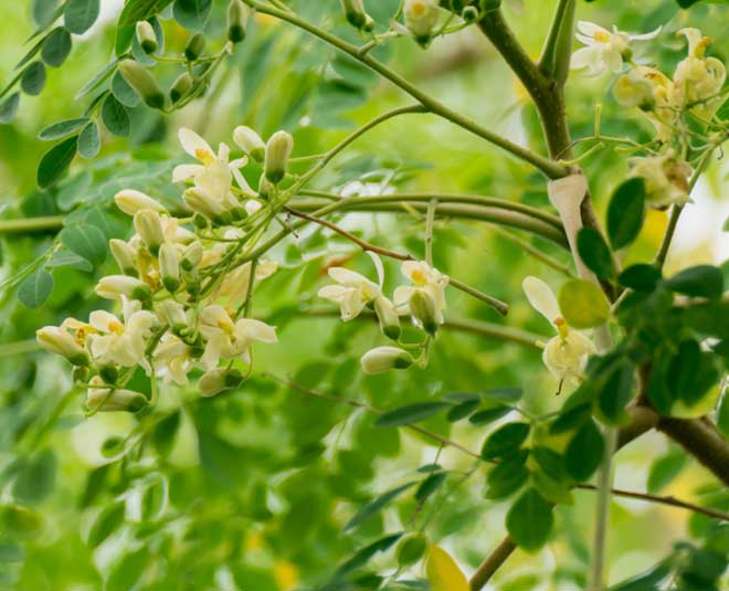 सहजन के फूलों से दूर करें ये 5 रोग drumstick flower benefits for