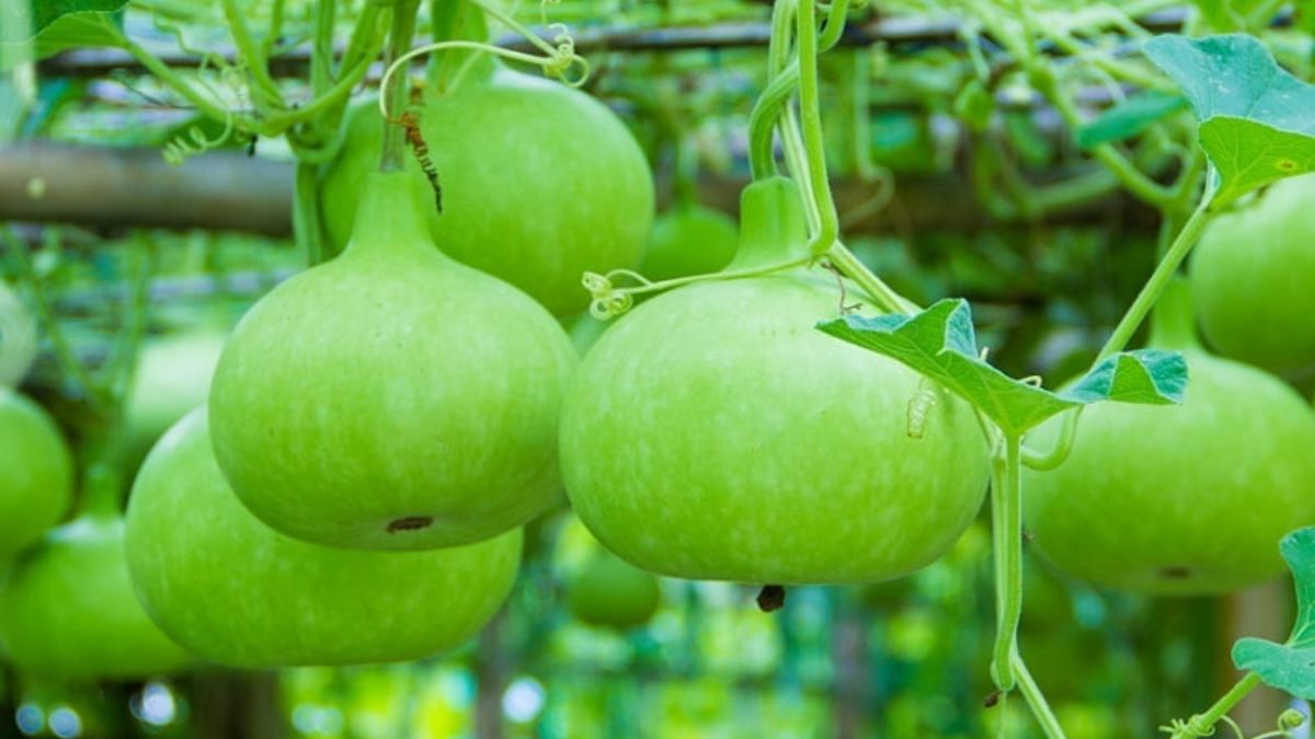 Bottle Gourd Benefits : ஊட்டச்சத்துக்களின் பொக்கிஷம், சுரைக்காயில் இவ்வளவு நன்மைகளா!