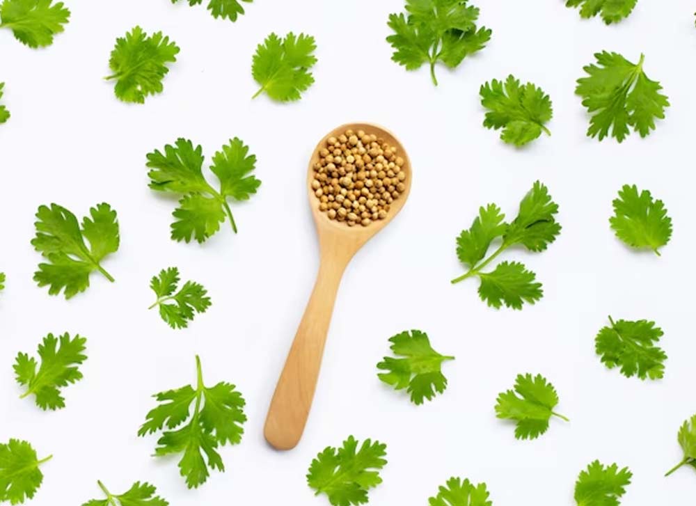 coriander seeds for acidity